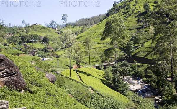 Mackwoods tea estate, Nuwara Eliya, Central Province, Sri Lanka, Asia