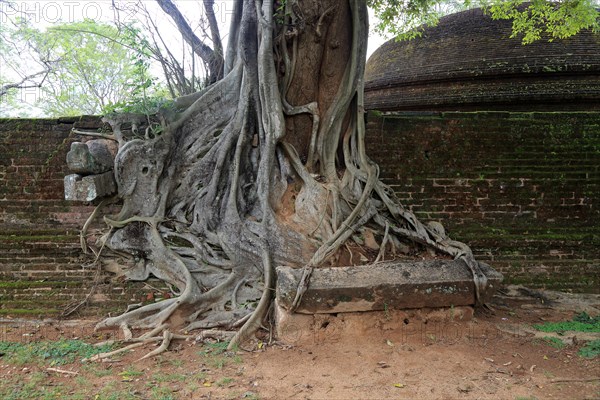 Close up of buttress roots of banyan tree, Polonnaruwa ancient city, North Central Province, Sri