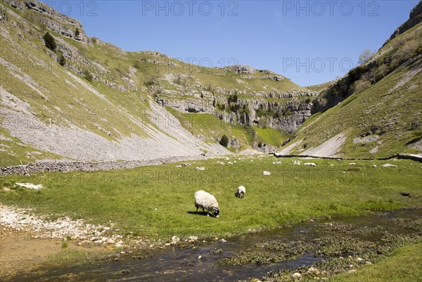 Gordale Scar carboniferous limestone gorge, Yorkshire Dales national park, England, UK