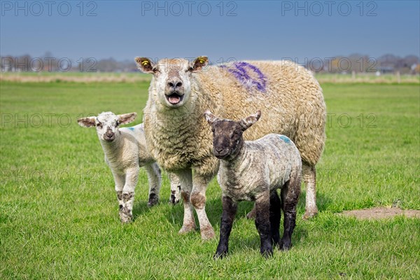 Bleating domestic sheep ewe with twin black and white lambs in meadow, pasture in spring,