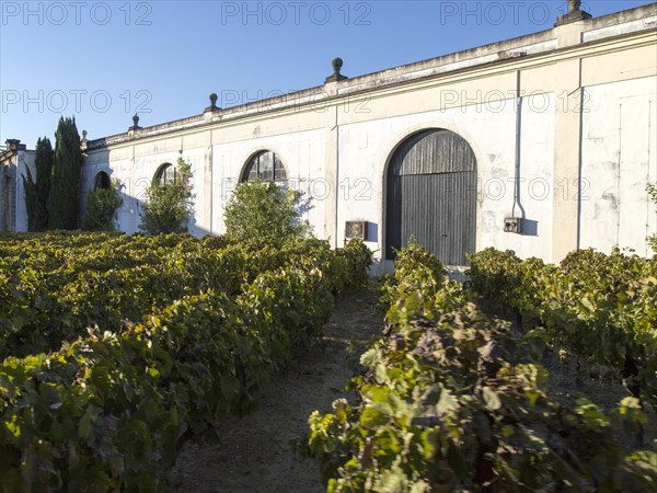 Grapes growing in vineyard at Gonzalez Byass bodega, Jerez de la Frontera, Cadiz province, Spain,