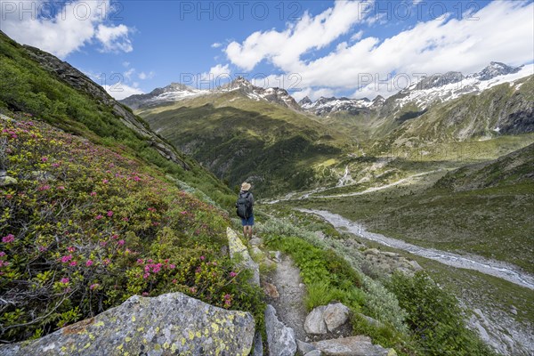 Mountaineers on a hiking trail with blooming alpine roses in front of a picturesque mountain
