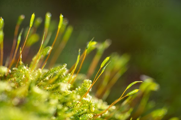Moss with seed capsules, spore capsules, natural monument Hutewald Am Halloh, near Albertshausen,