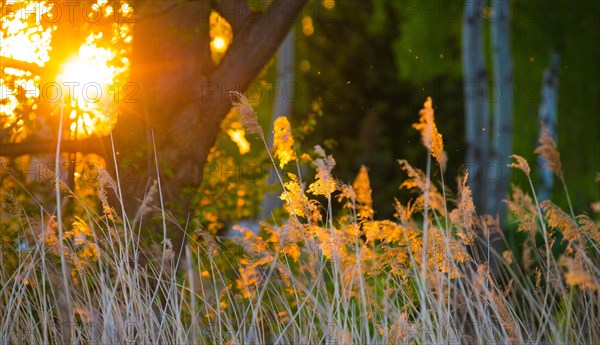 The warm light of the setting sun penetrates the grasses and trees, summer evening in the forest by