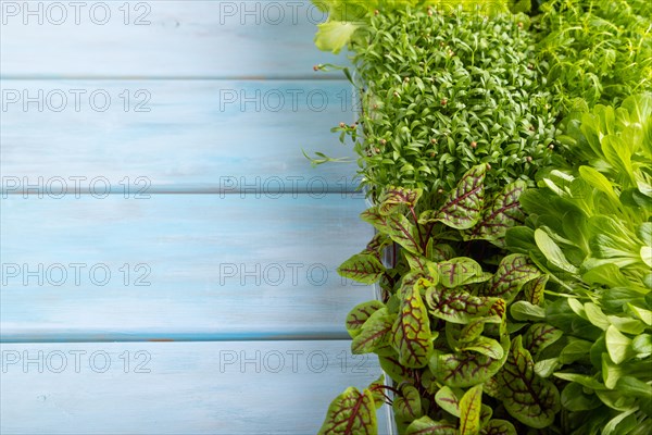 Set of boxes with microgreen sprouts of sorrel, lettuce, cilantro on blue wooden background. Side