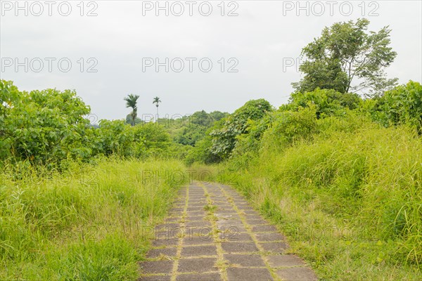 Campuhan ridge walk, Bali, Indonesia, track on the hill with grass, large trees, jungle and rice