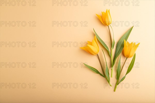 Orange tulip flowers on orange pastel background. top view, flat lay, copy space, still life.