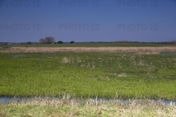 Wetland biotope in the Peene valley, waterlogged meadows, rare habitat for endangered plants and