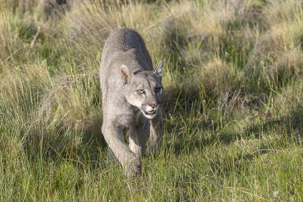 Cougar (Cougar concolor), silver lion, mountain lion, cougar, panther, small cat, Torres del Paine