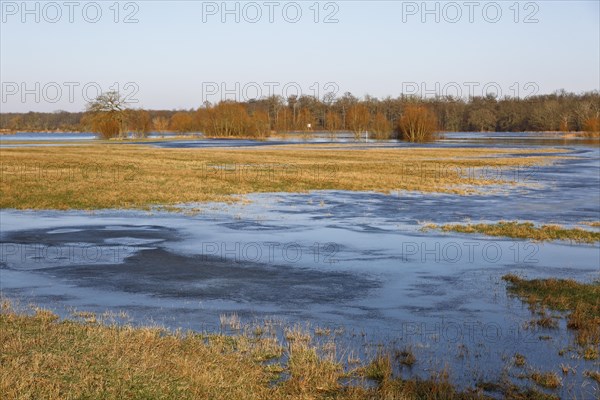 Winter floods 2024 on the Elbe and Mulde rivers with flooding of the meadows, ice on the meadows
