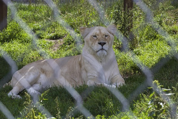White Lion (Panthera leo) photographed in captivity through wire mesh fence, Quebec, Canada, North