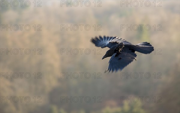 Raven crow (black morph of carrion crow) (Corvus corone), in flight with spread wings, wooded