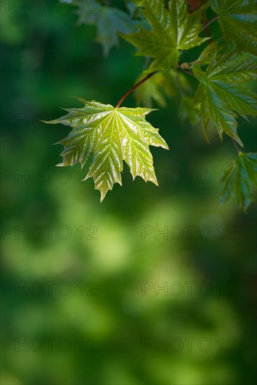 Norway maple (Acer platanoides) or Norway maple, young, freshly unfolded, shiny leaf in May,