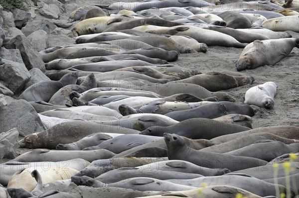 California sea lions, Adult and subadult male California sea lion (Zalophus californianus),