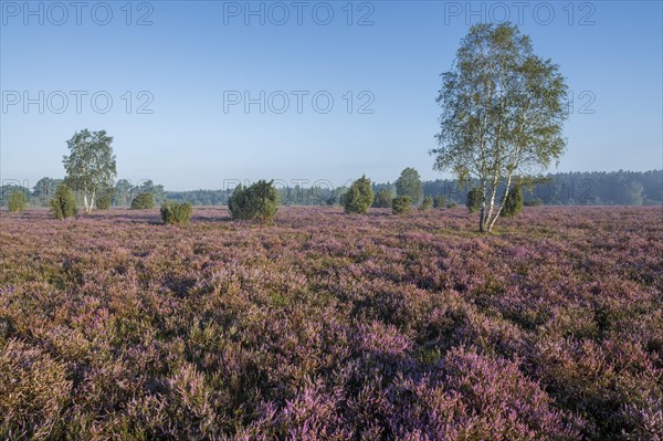 Heathland, flowering common heather (Calluna vulgaris) and birch (Betula), blue sky, Lueneburg