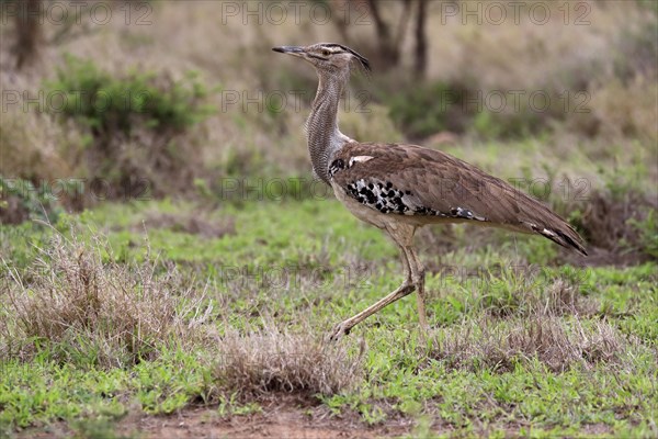 Kori bustard (Ardeotis kori), adult, running, foraging, vigilant, Kruger National Park, Kruger