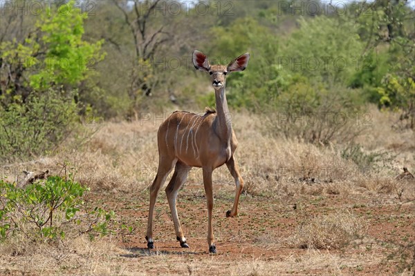 Greater Kudu, zambezi greater kudu (Strepsiceros zambesiensis), adult, female, foraging, Kruger