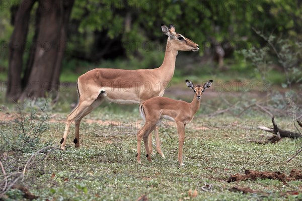 Black Heeler Antelope, (Aepyceros melampus), adult, female, young animal, mother with young animal,