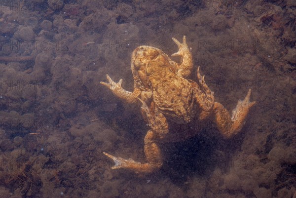Common toad (Bufo bufo) in a pond during the breeding season in spring. Haut-Rhin, Alsace, Grand