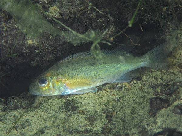 ruffe (Gymnocephalus cernua), dive site Zollbruecke, Rheinau, Canton Zurich, Rhine, High Rhine,