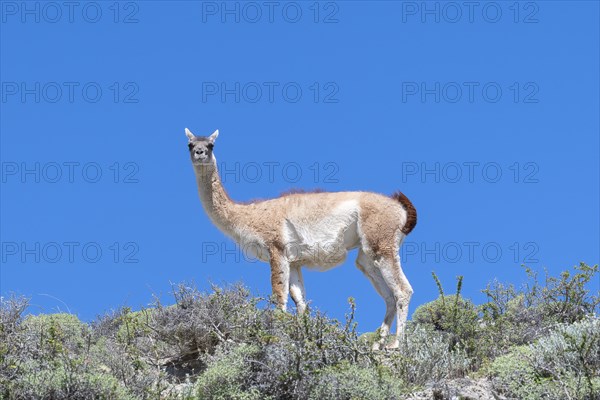 Guanaco (Llama guanicoe), Huanako, Torres del Paine National Park, Patagonia, End of the World,