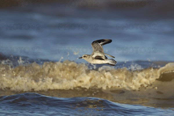 Grey plover (Pluvialis squatarola) adult bird in winter plumage flying over breaking waves of the