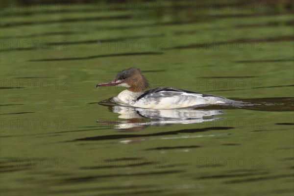 Goosander (Mergus merganser) adult female bird on a lake, Derbyshire, England, United Kingdom,