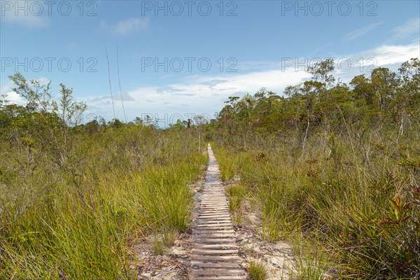 Wooden deck, jungle path in Bako national park, sunny day, blue sky and grass. Vacation, travel,