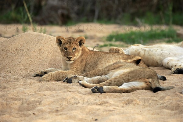 Lion (Panthera leo), cubs, siblings, vigilant, Sabi Sand Game Reserve, Kruger National Park, Kruger