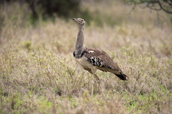 Kori bustard (Ardeotis kori), adult, foraging, vigilant, Kruger National Park, Kruger National