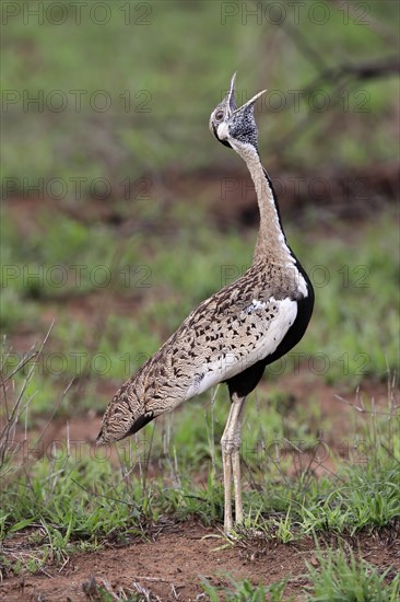 Red-crested Bustard, (Lophotis ruficrista), adult, calling, Kruger National Park, Kruger National
