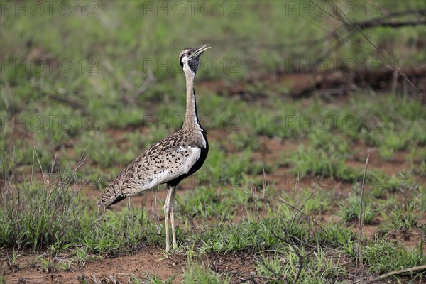 Red-crested Bustard, (Lophotis ruficrista), adult, calling, Kruger National Park, Kruger National