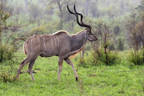 Greater Kudu, zambezi greater kudu (Strepsiceros zambesiensis), adult, male, foraging, Kruger