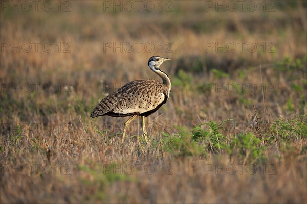 Black-bellied bustard (Lissotis melanogaster), adult, male, foraging, alert, Sabi Sand Game