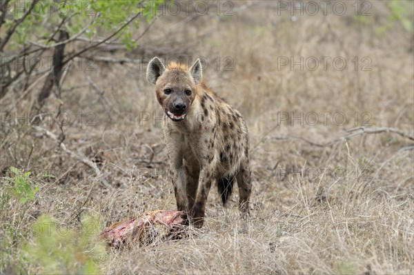 Spotted hyena (Crocuta crocuta), adult, with prey, Sabi Sand Game Reserve, Kruger National Park,