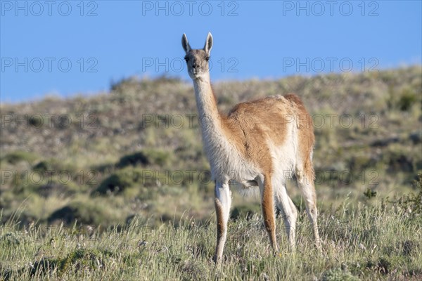 Guanaco (Llama guanicoe), Huanako, Torres del Paine National Park, Patagonia, End of the World,