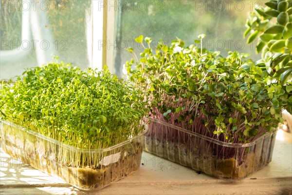 Boxes with microgreen sprouts of cress salad and kohlrabi cabbage on white windowsill. Daylight,