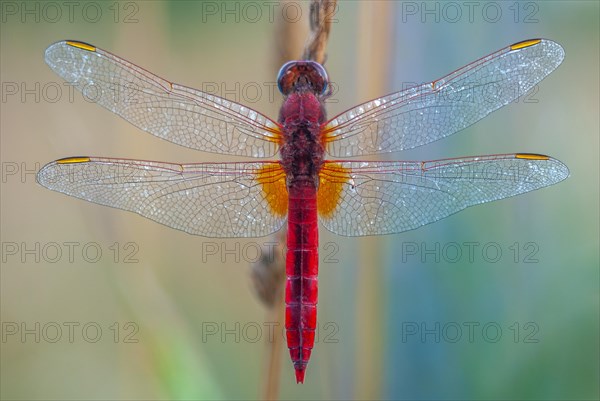 Broad Scarlet (Crocothemis erythraea) male resting in the evening. Bas-Rhin, Alsace, Grand Est,