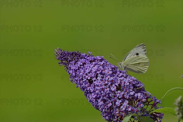 Small white (Pieris rapae), sucking nectar from a blossom of the butterfly-bush (Buddleja davidii),
