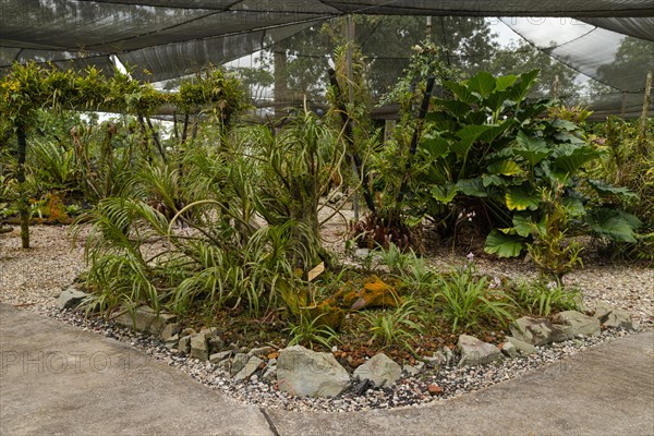 Orchid and bromeliad flower beds in botanical garden, selective focus, copy space, malaysia,