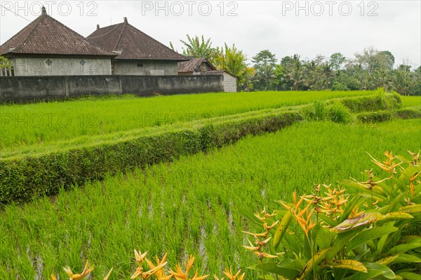 Rice terraces, Campuhan ridge walk, Bali, Indonesia, track on the hill with grass, large trees,
