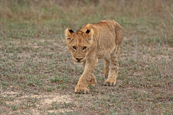 Lion (Panthera leo), young, stalking, alert, Sabi Sand Game Reserve, Kruger National Park, Kruger