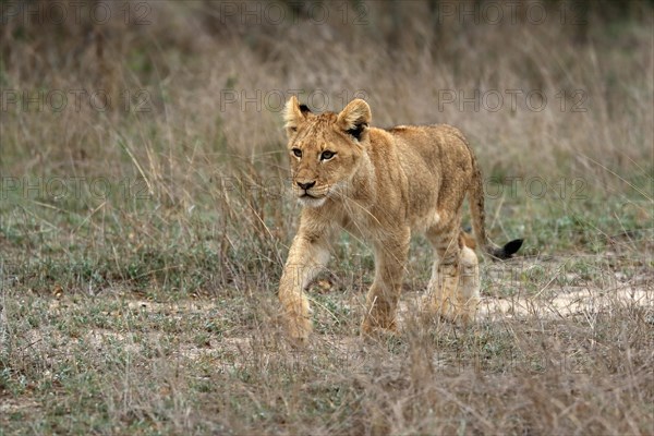 Lion (Panthera leo), young, stalking, alert, Sabi Sand Game Reserve, Kruger National Park, Kruger