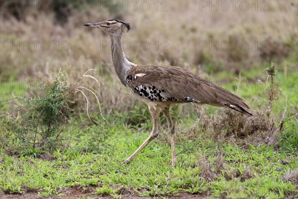 Kori bustard (Ardeotis kori), adult, running, foraging, vigilant, Kruger National Park, Kruger