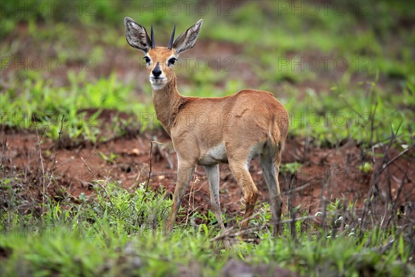 Steenbok (Raphicerus campestris), adult, male, foraging, vigilant, dwarf antelope, Kruger National