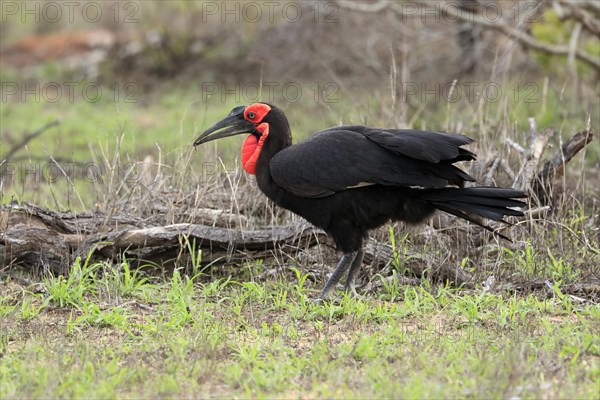 Southern ground hornbill (Bucorvus leadbeateri), adult, foraging, alert, Kruger National Park,
