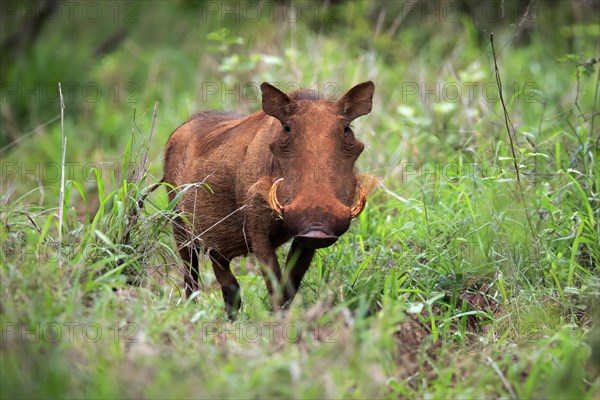 Warthog, (Phacochoerus aethiopicus), adult, foraging, alert, Kruger National Park, Kruger National