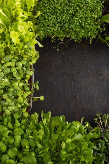 Set of boxes with microgreen sprouts of purple and green basil, sunflower, radish, sorrel, pea,