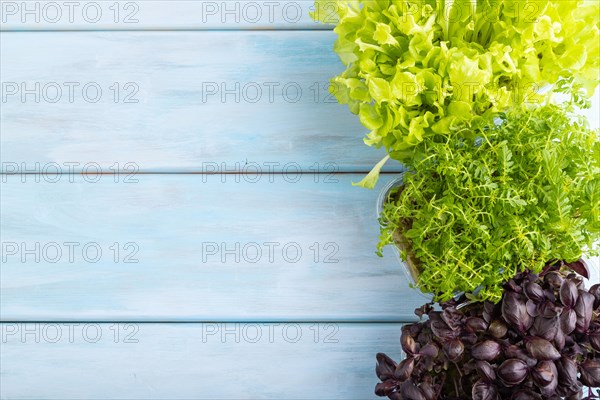 Set of boxes with microgreen sprouts of marigold, basil, lettuce on blue wooden background. Top