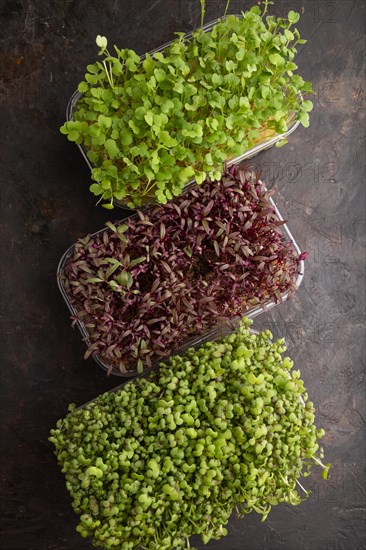 Set of boxes with microgreen sprouts of amaranth, rucola, mustard on black concrete background. Top